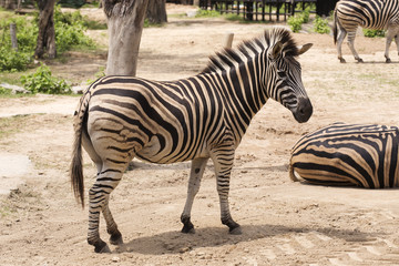 Fototapeta na wymiar African Zebra walking
