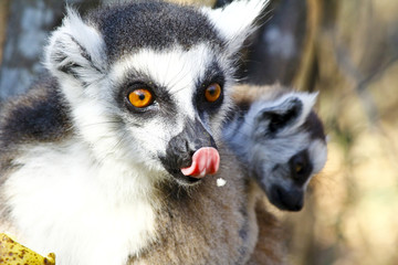 Ring-tailed lemur (lemur catta) and cute cup, madagascar