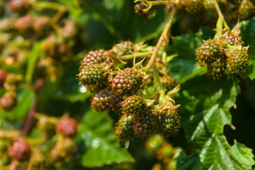 Unripe raspberries