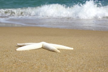 One Starfish on the Beach