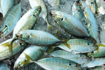 fresh fish at the market