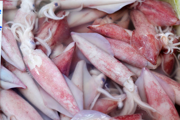 Fresh squid - in the tray
