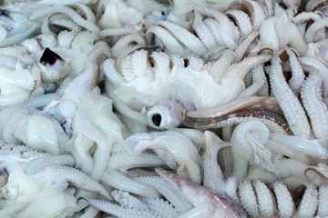 Fresh squid - in the tray