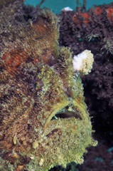 Anglerfish（ボンボリカエルアンコウ）