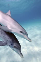 Photo sur Plexiglas Dauphin Dauphins (parent et enfant de dauphins)