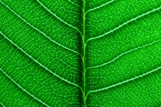 Beautiful green leaf