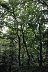 Fototapeta na wymiar Mossy undergrowth in mountain forest