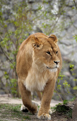 Obraz na płótnie Canvas Lioness.
