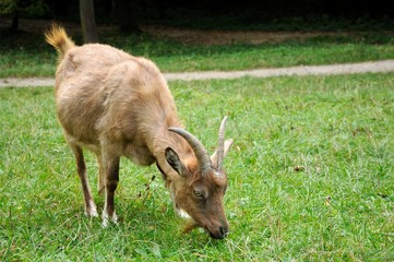 Goat in meadow.