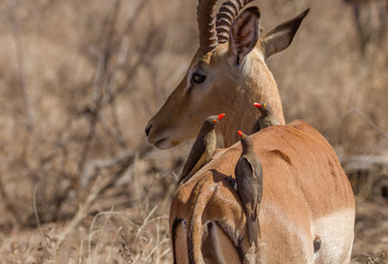 Red-billed oxpeckers perched on impala in Kruger National Park, South Africa