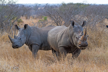 Pair of white rhinos grazing in grassland at Kruger National Park South Africa