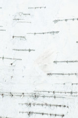 birch bark background texture