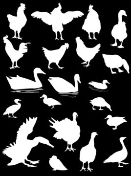 twenty poultry silhouettes isolated on black