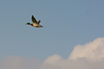anatra selvatica in volo