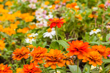 beautiful daisy flowers