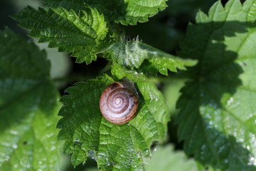 Schnecken