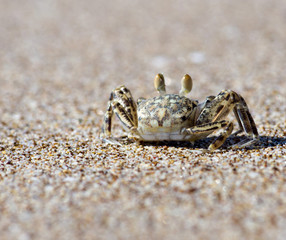 crab