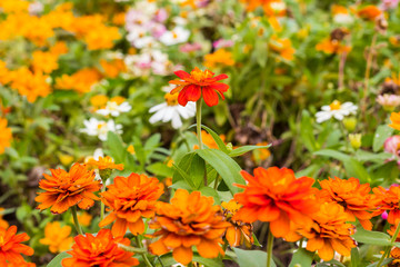 beautiful daisy flowers