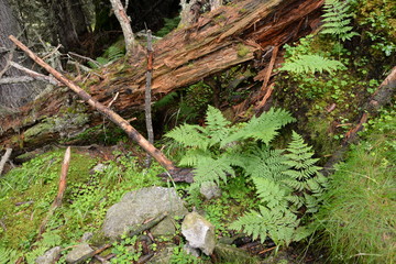 Farn in einem Bergwald