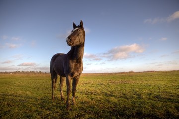 Young horse on a green grass field