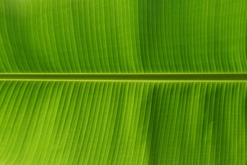 close up showing texture of banana leave 2