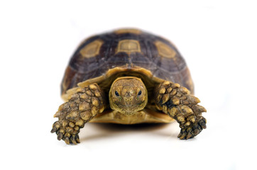 turtle isolated on white background