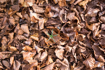 germoglio di pini in fondo di foglie secche