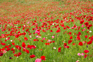 Red Poppy Field  Blooming