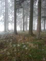 Obraz premium Fairy Forest