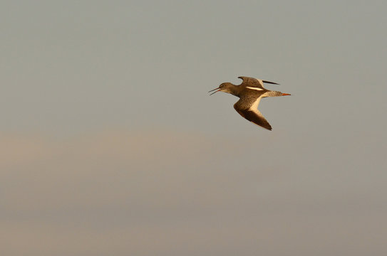 pettegola (Tringa totanus) in volo