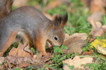 squirrel on the grass closeup