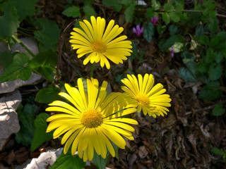 Fiori di Arnica montana