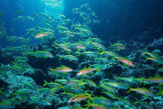 Poisson capucin &agrave; nageoires jaunes