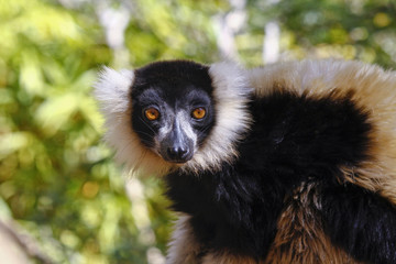 The black and white ruffed lemur is the more endangered of the t © dr322