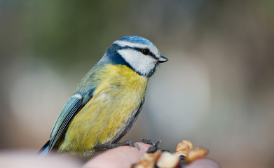Blue tit bird