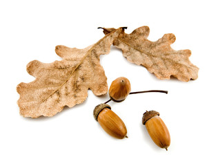 acorns
