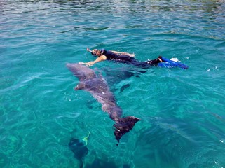 snorkeling with dolphins