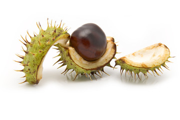 chestnuts