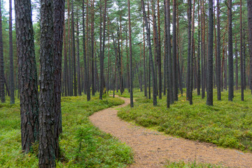 Fototapeta premium Footpath in a pine forest in Jurmala