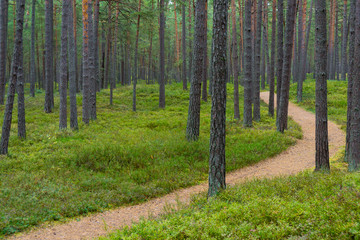 Footpath in a pine forest in Jurmala