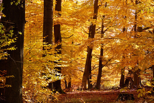 Herbstlicher Buchenwald