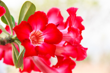 Obraz na płótnie Canvas Red Adenium obesum flower