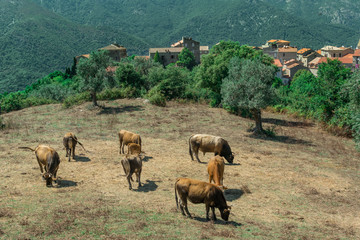 St. Lucie de Tallano