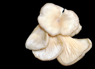 Oyster Mushrooms