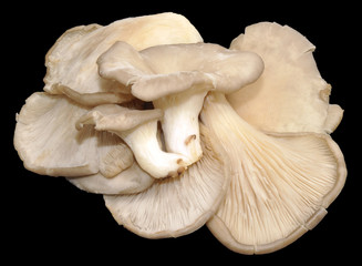 Oyster Mushrooms