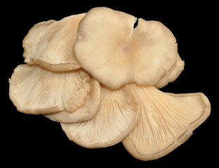 Oyster Mushrooms