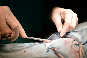 veterinarian doctor in operation room for surgical