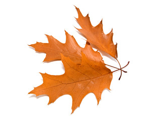 leaves