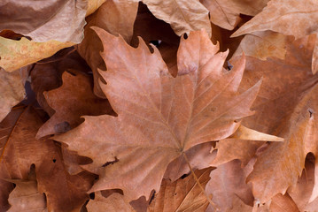 dry leaves on the isolated white background