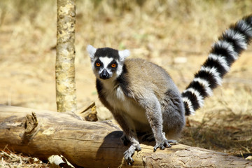 Ring-tailed lemur (lemur catta), madagascar